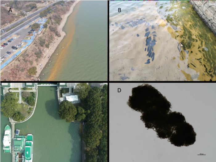 夏季河湖水體頻頻暴藻怎么整